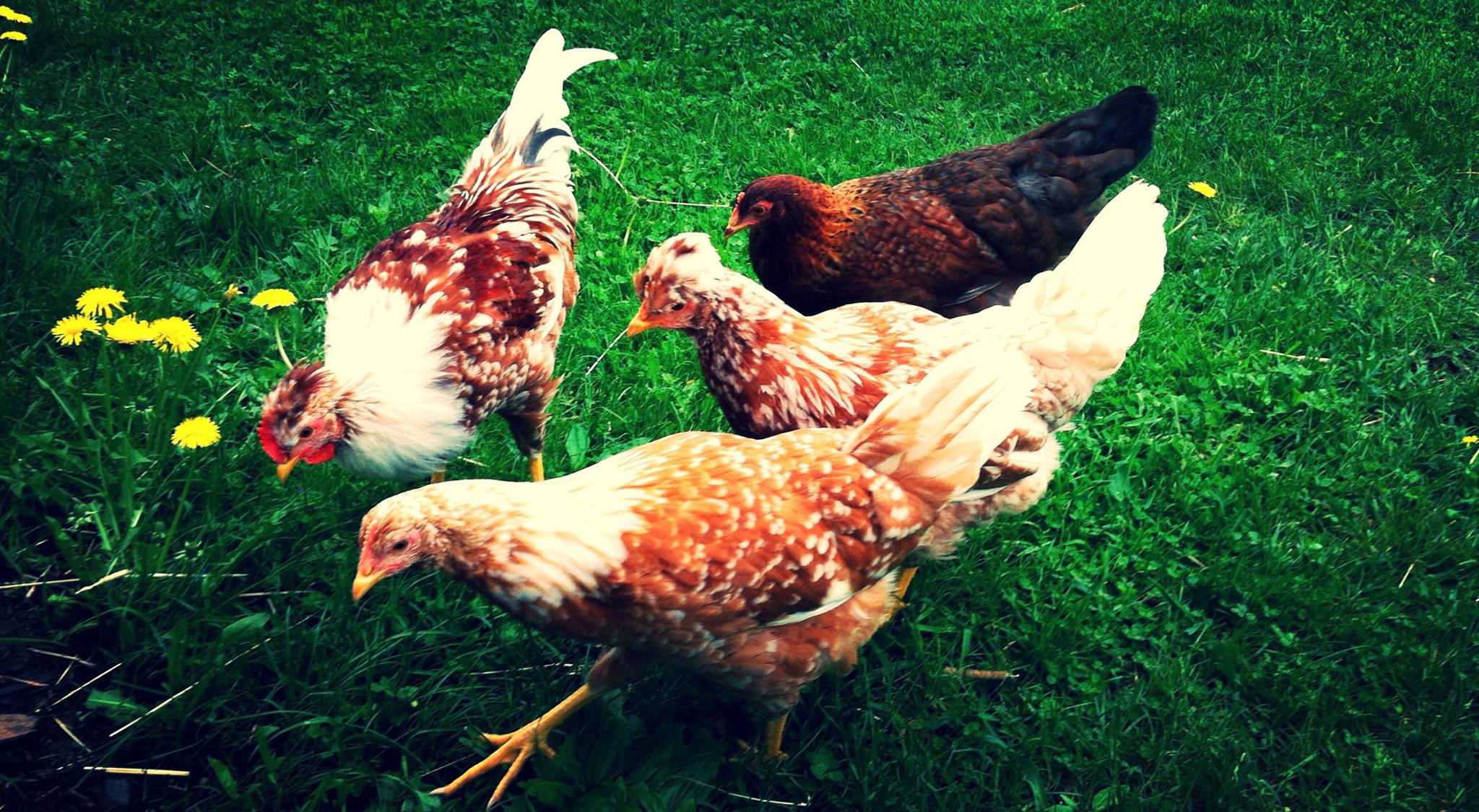 Chicken Care