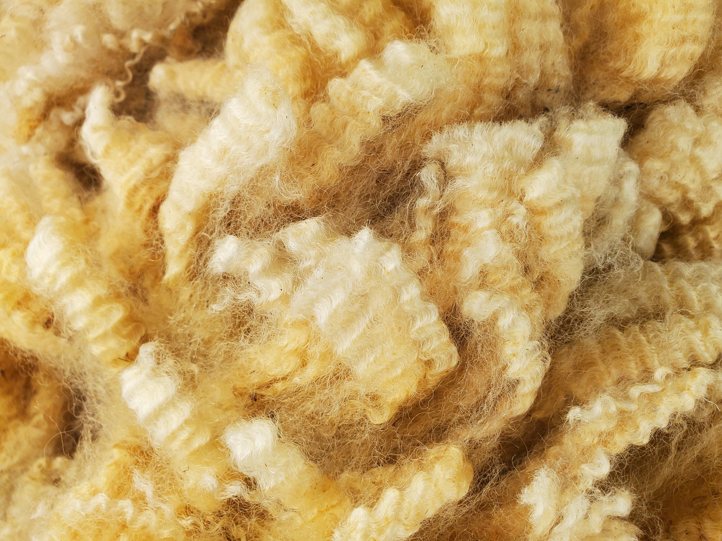 raw wool fleece