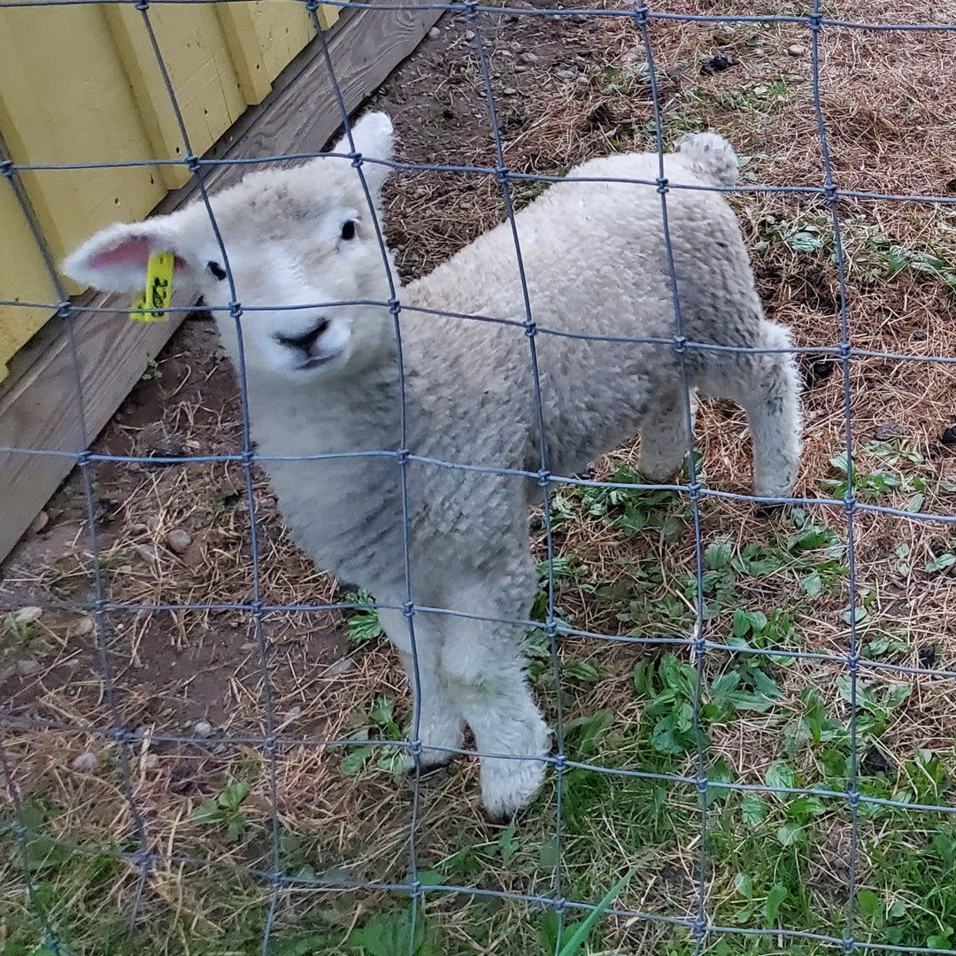 Lambs