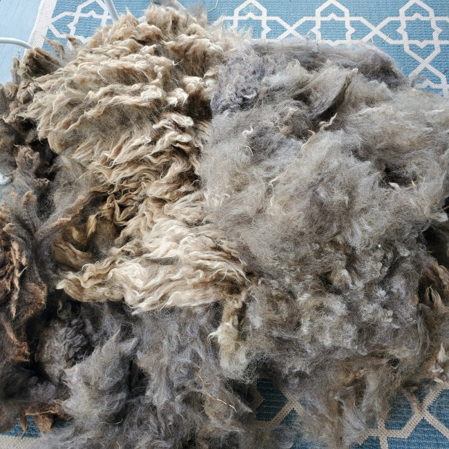 Raw Fleece - Light Gray/Brown (Amazing Larry) F102 (Available on our ETSY SHOP)